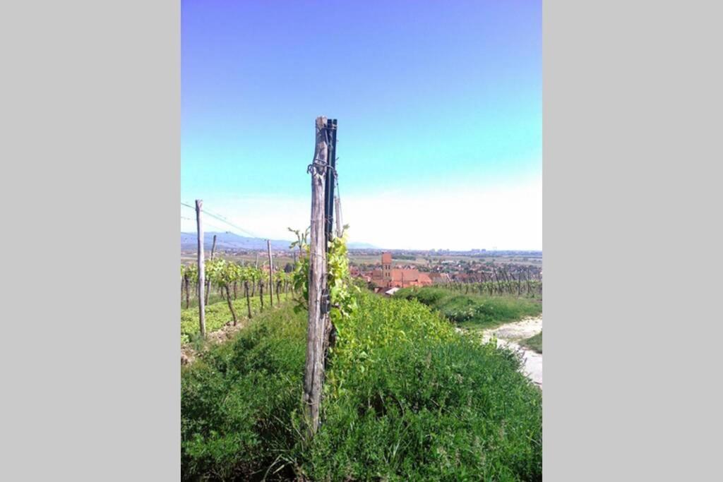 Gite A Eguisheim Proche De Colmar Et Kaysergberg. Экстерьер фото